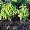 Ocimum basilicum